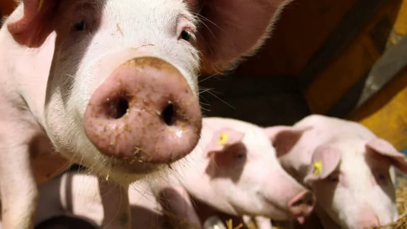ako želite prase od 20 kilograma, evo koliko ćete ga platiti, uskoro nove cijene