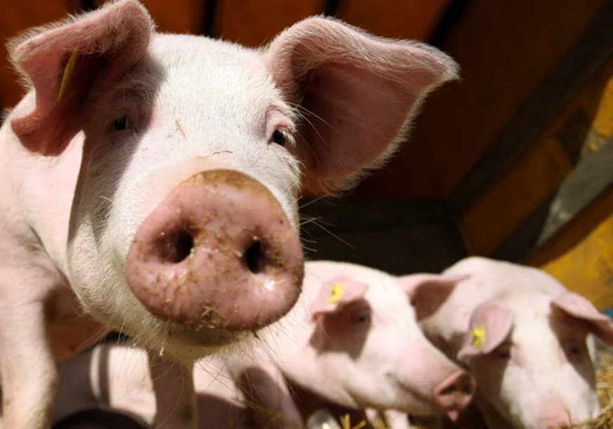 ako želite prase od 20 kilograma, evo koliko ćete ga platiti, uskoro nove cijene