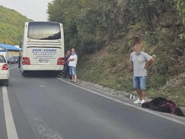 medvjed ubijen na kolovozu kod travnika