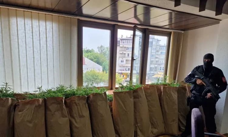 Detalji akcije u Bijeljini: Policija otkrila plantažu sa 206 stabljika indijske konoplje i kokain