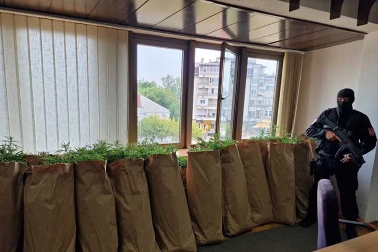 detalji akcije u bijeljini: policija otkrila plantažu sa 206 stabljika indijske konoplje i kokain