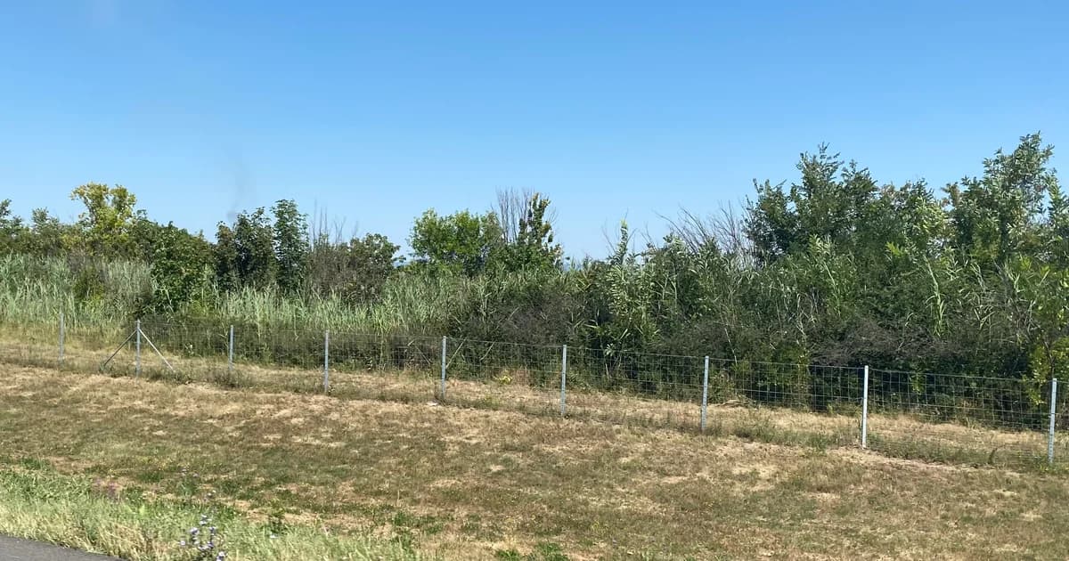 suša u semberiji nanijela ogromnu štetu usjevima