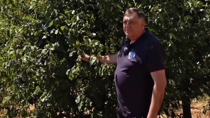 Dodik objavio snimak berbe: Šljiva simbol blagosti, ali i prkosa