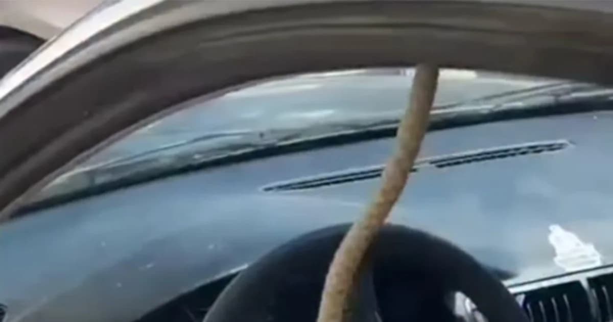 zmija u automobilu