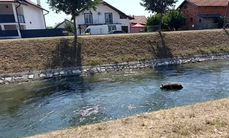 Užas u Bijeljini: Leš teleta plutao kanalom Dašnica