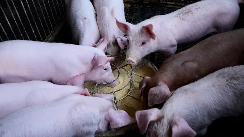 Cijene prasadi pale na minimum: Za 100 KM možete kupiti cijelo prase, evo koliko košta kilogram