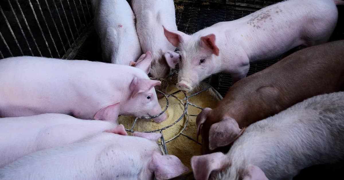 cijene prasadi pale na minimum: za 100 km možete kupiti cijelo prase, evo koliko košta kilogram