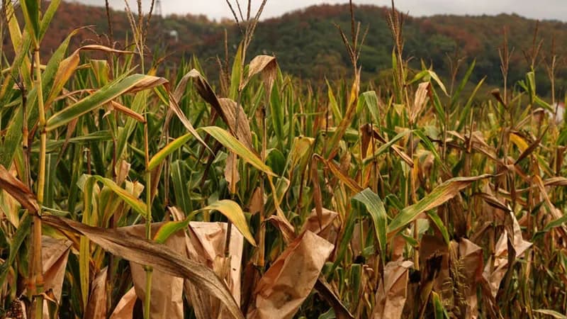 Katastrofa u Semberiji: Suša ugrozila 70 odsto kukuruza, farmeri strahuju da će morati rasprodati stoku