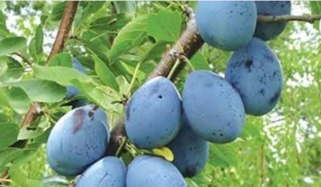 u susret 15. jubilarnom sajmu šljive, voćnih rakija i meda