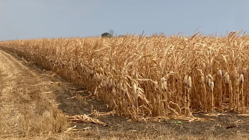 Semberija plaća cijenu klimatskih promjena: Kukuruz, soja i lucerka sve teže podnose sušu