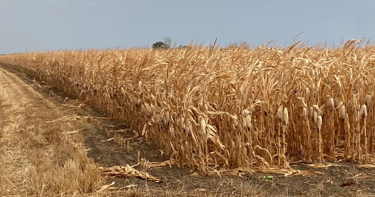     semberija plaća cijenu klimatskih promjena: kukuruz, soja i lucerka sve teže podnose sušu