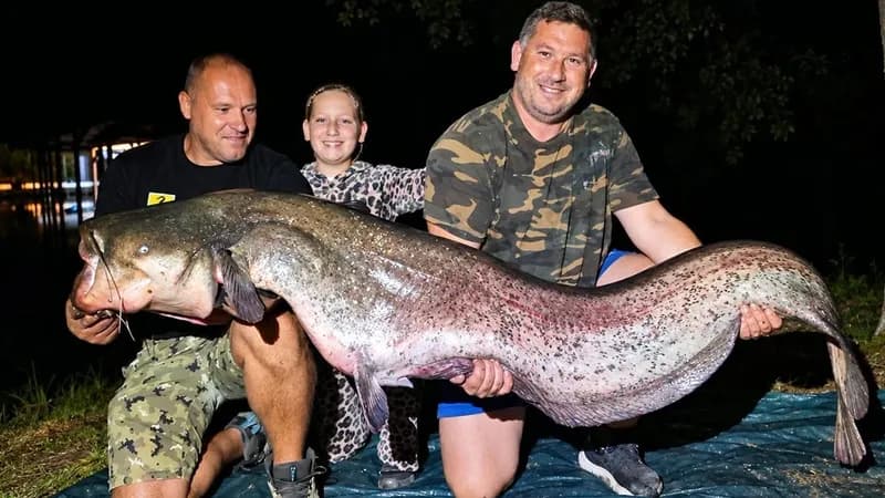 Upecali soma od 225 centimetara: “Koliko kila vi dajete ovom brkonji?”