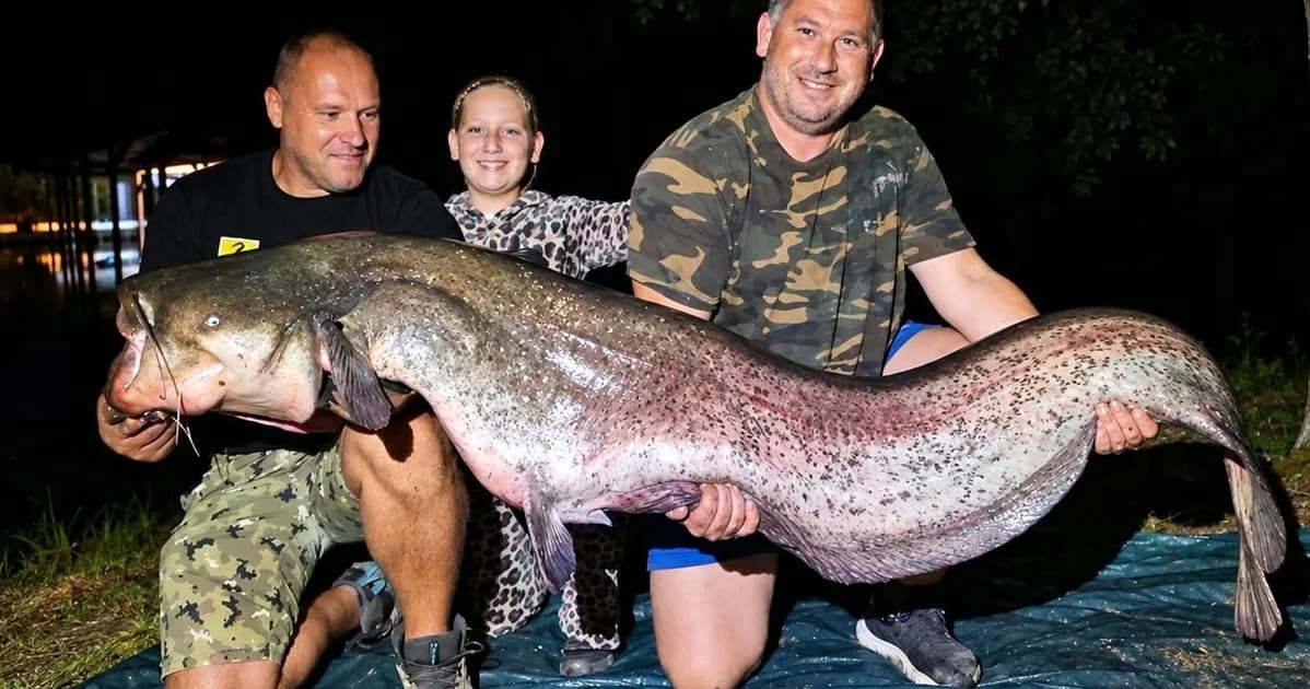 upecali soma od 225 centimetara: “koliko kila vi dajete ovom brkonji?”