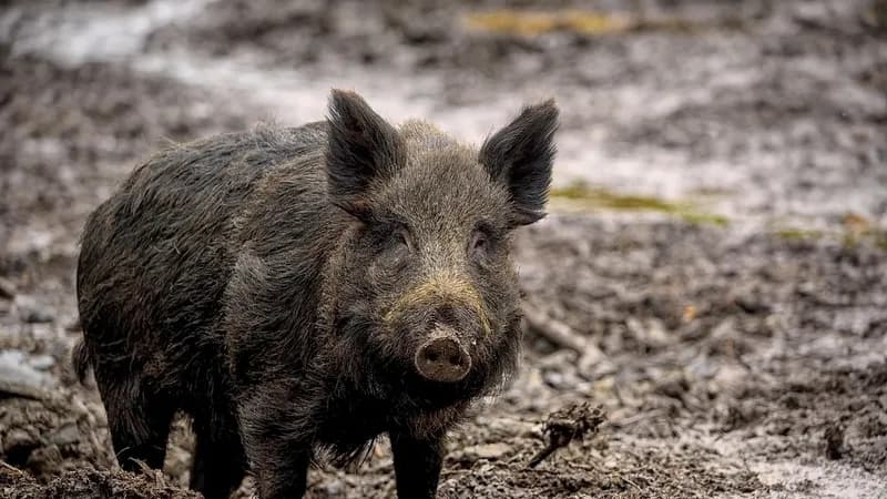 divlje svinje preorale teren u njemačkoj