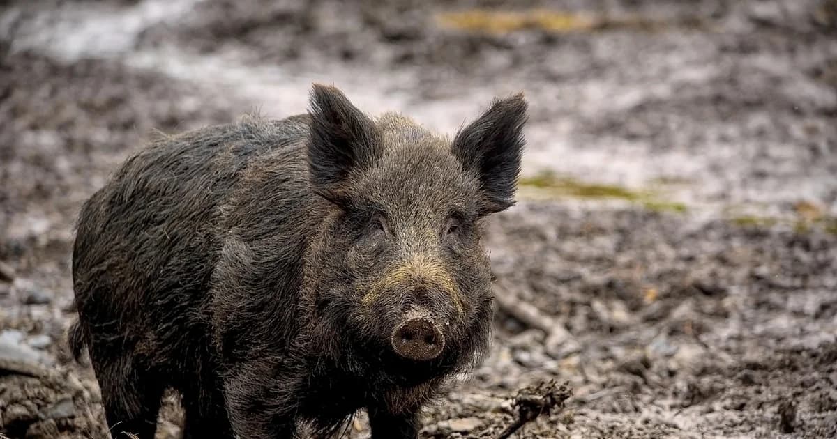 divlje svinje preorale teren u njemačkoj