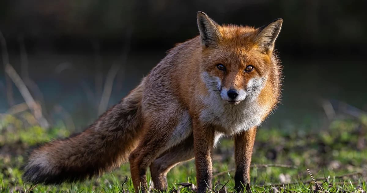 lisice u oktobru sve bliže kućama? evo zašto ih možemo sresti u semberiji