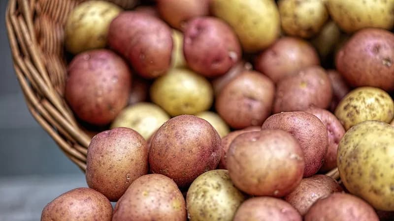 Kupci pažnja: Pojavio se lažni glamočki krompir