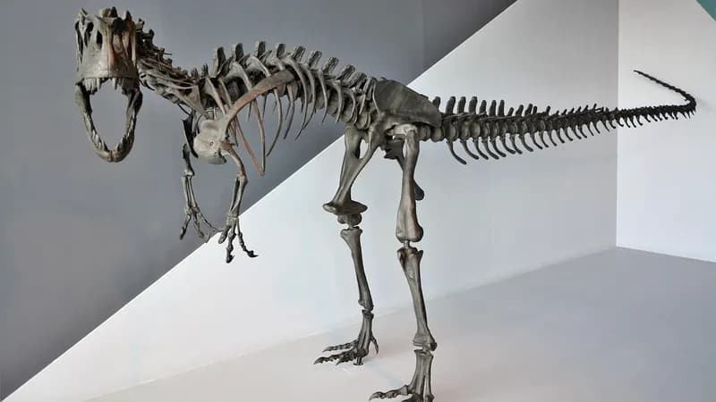 očekivali šest miliona, a dobili 47: skelet dinosaurusa premašio očekivanja