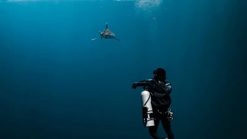 Horor u Australiji: Ajkula usmrtila ronioca