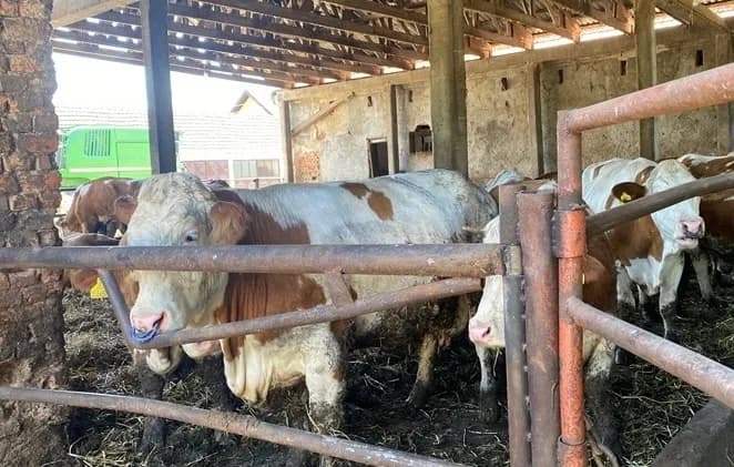 Semberski farmeri kubure sa viškom mlijeka: "Ne možemo prodavati krave i junice" FOTO