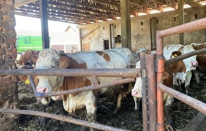 višak mlijeka semberski farmeri