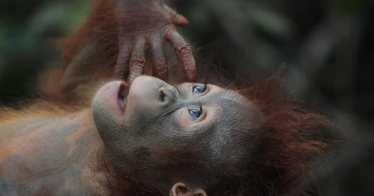 ciklon na sumatri smanjio broj orangutana