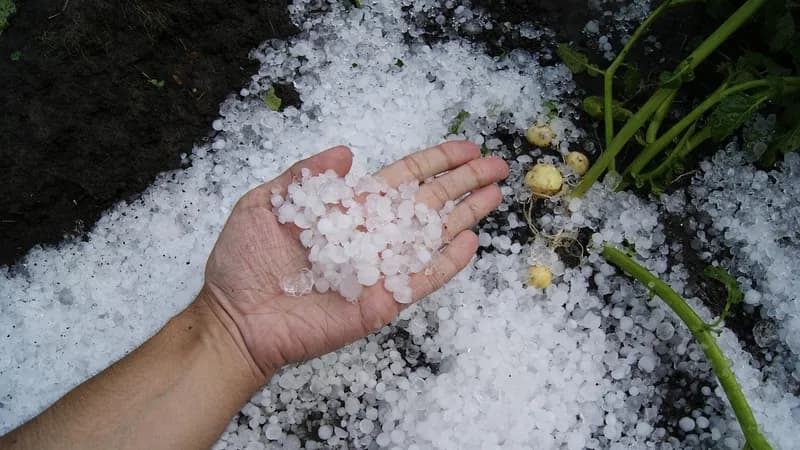 Led poharao Podrinje: Uništene povrtne biljke, plastenici i plodovi malina