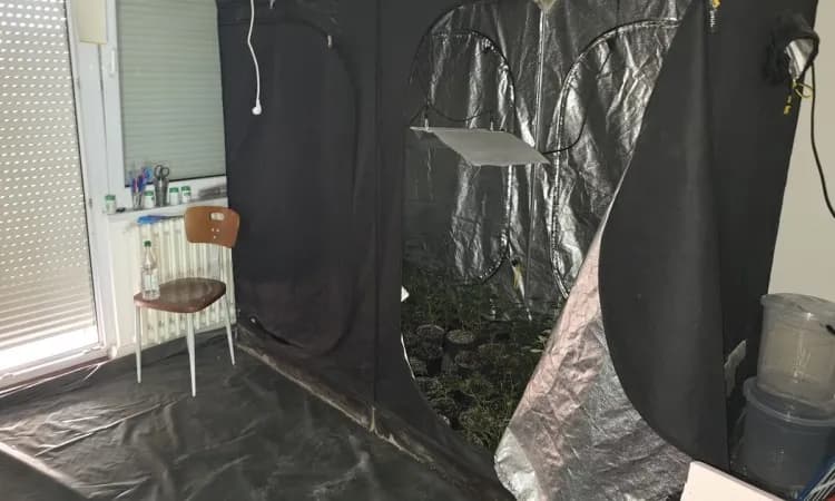 Hapšenje u akciji "Sensei", pronađene tri laboratorije za uzgoj marihuane