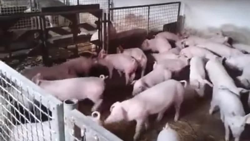 Iz ministarstva tvrde: Afrička kuga svinja za sada pod kontrolom u Semberiji