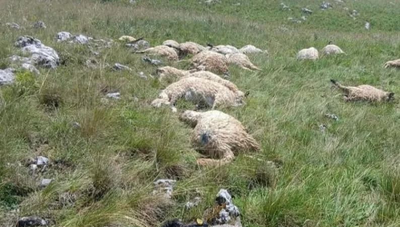 Potresne scene nakon oluje u BiH: Grom usmrtio cijelo stado ovaca (FOTO)