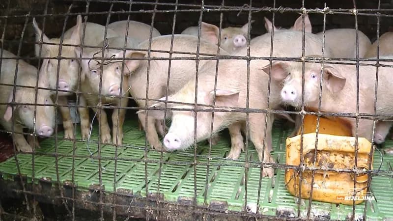 Cijena prasića u Semberiji nikad manja: Uzgajivači tvrde da neće izdržati