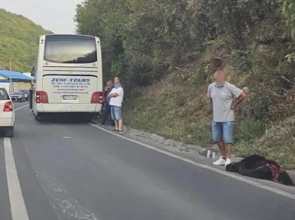 medvjed ubijen na kolovozu kod travnika