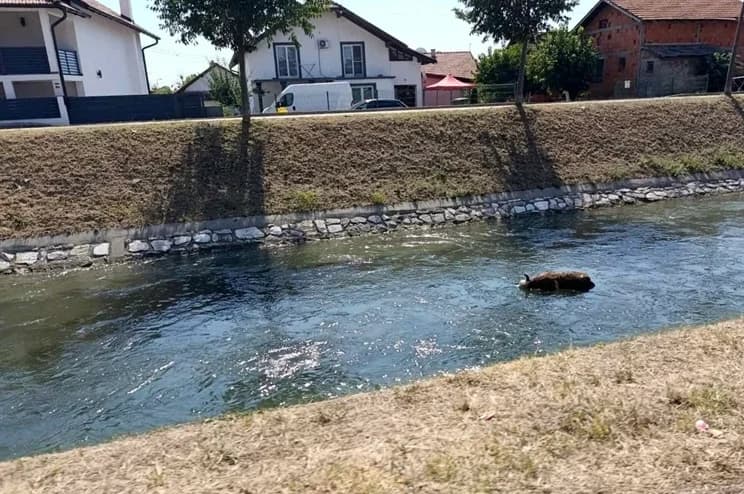 leš teleta plutao kanalom dašnica