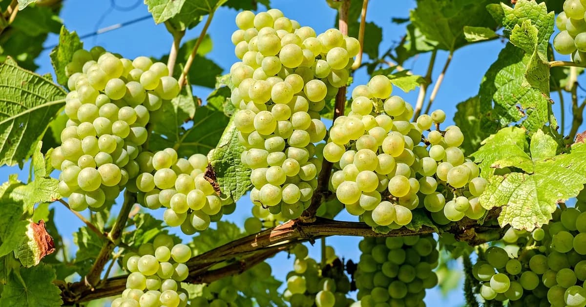 zašto jedemo grožđe na krstovdan