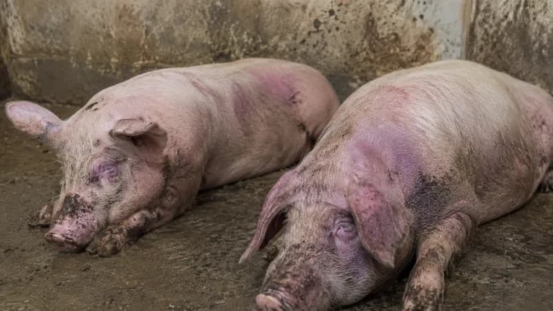 U Semberiji potvrđena dva žarišta afričke kuge svinja: Održan sastanak Kriznog centra