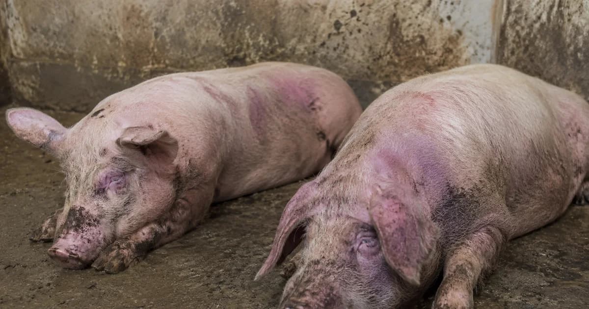 u semberiji potvrđena dva žarišta afričke kuge svinja