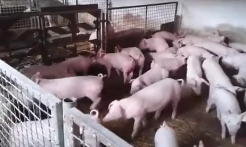 afrička kuga svinja pod kontrolom u semberiji